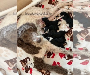 Bernedoodle Puppy for sale in LACEYS SPRING, AL, USA