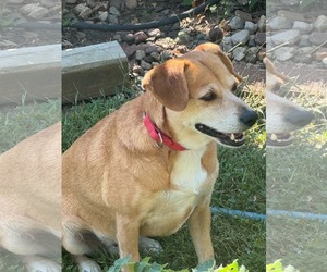Mutt Dogs for adoption in Macon, MO, USA