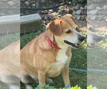 Small Mutt