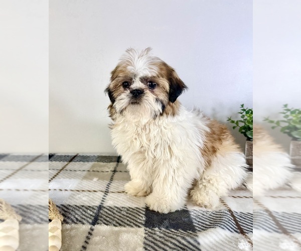Medium Photo #4 Shih Tzu Puppy For Sale in GREENFIELD, IN, USA