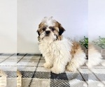 Small #3 Shih Tzu