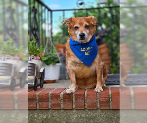 Medium Photo #6 Chihuahua-Unknown Mix Puppy For Sale in Sayreville, NJ, NJ, USA
