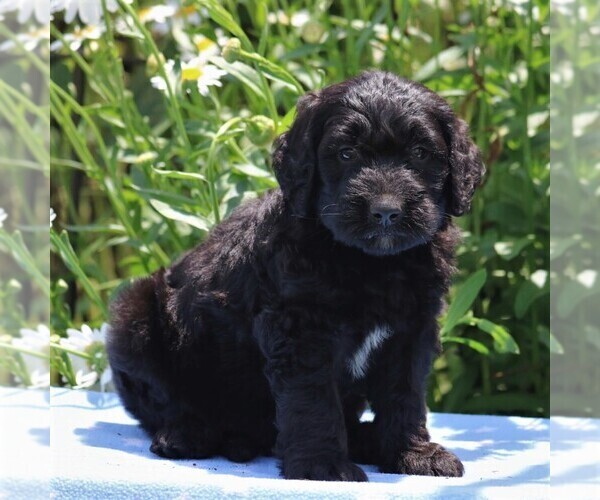 Medium Photo #4 Goldendoodle-Poodle (Standard) Mix Puppy For Sale in NARVON, PA, USA
