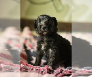 Aussiedoodle Puppy for sale in DRIPPING SPGS, TX, USA