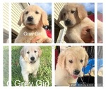 Puppy Grey Girl Golden Retriever