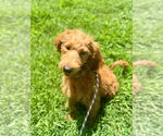 Small #1 Goldendoodle