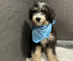 Small #1 Bernedoodle