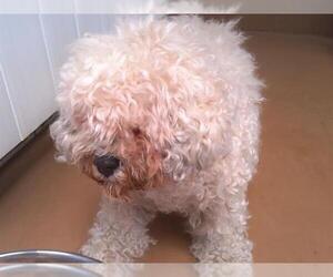 Poodle (Miniature) Dogs for adoption in Chula Vista, CA, USA