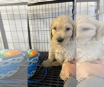 Small #5 Goldendoodle