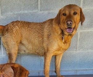 Mother of the Labrador Retriever puppies born on 07/01/2025