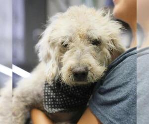 Mutt Dogs for adoption in San Antonio, TX, USA