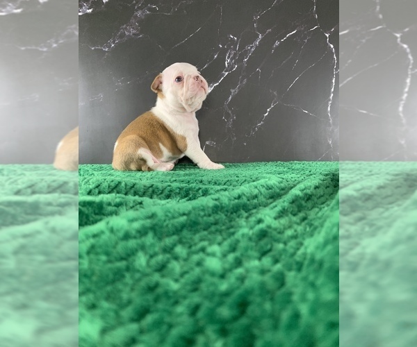 Medium Photo #24 Boston Terrier Puppy For Sale in TULARE, CA, USA