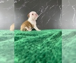 Small Photo #168 Boston Terrier Puppy For Sale in TULARE, CA, USA