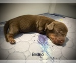 Puppy Bruno Dachshund