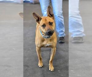 Charlie *BALL IS LIFE*TRANSPORTATION AVAILABLE* - Female Mutt Dog for Adoption - Photo #2