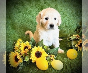 English Cream Golden Retriever Puppy for sale in RAMONA, CA, USA