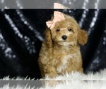 Small Photo #58 Poodle (Miniature) Puppy For Sale in WARSAW, IN, USA