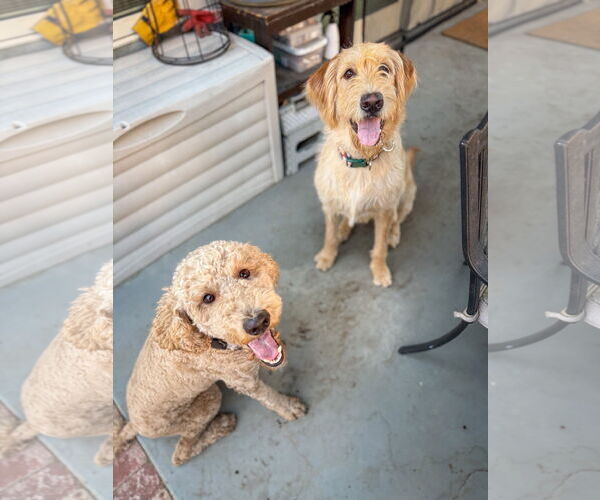 Medium Photo #2 Labradoodle Puppy For Sale in San Diego, CA, USA