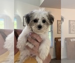 Small Photo #3 Havanese Puppy For Sale in MARTINSVILLE, IN, USA