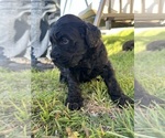 Small Photo #29 Rottle Puppy For Sale in CHICKAMAUGA, GA, USA