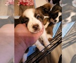 Small Photo #9 Australian Shepherd-Saint Bernard Mix Puppy For Sale in ANTONIA, MO, USA