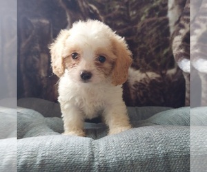 Cavapoo Puppy for Sale in FRYTOWN, Iowa USA