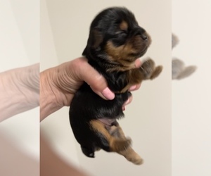 Yorkshire Terrier Puppy for sale in FENTON, MI, USA