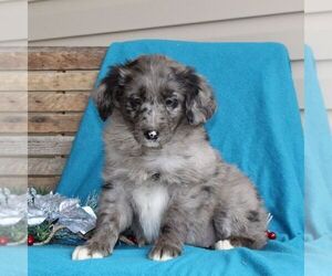 Australian Shepherd-Goldendoodle Mix Puppy for sale in HOLTWOOD, PA, USA