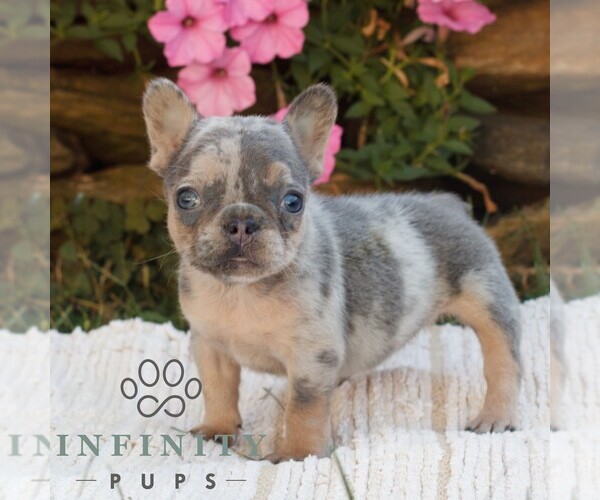 Medium Photo #1 French Bulldog Puppy For Sale in RONKS, PA, USA