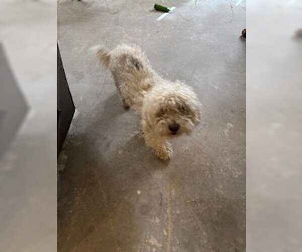 Medium Photo #3 Goldendoodle Puppy For Sale in Glendale , AZ, USA