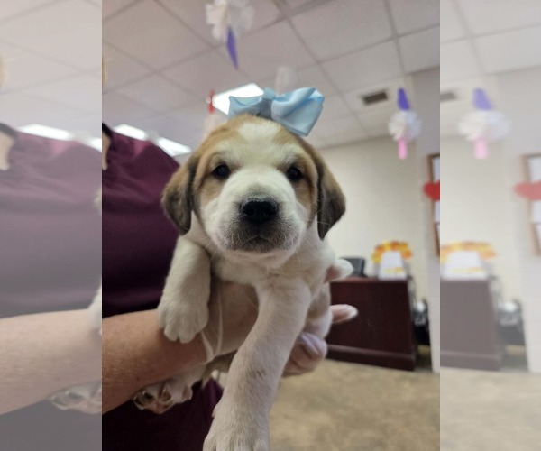 Medium Photo #1 Golden Labrador Puppy For Sale in SHERBURNE, NY, USA