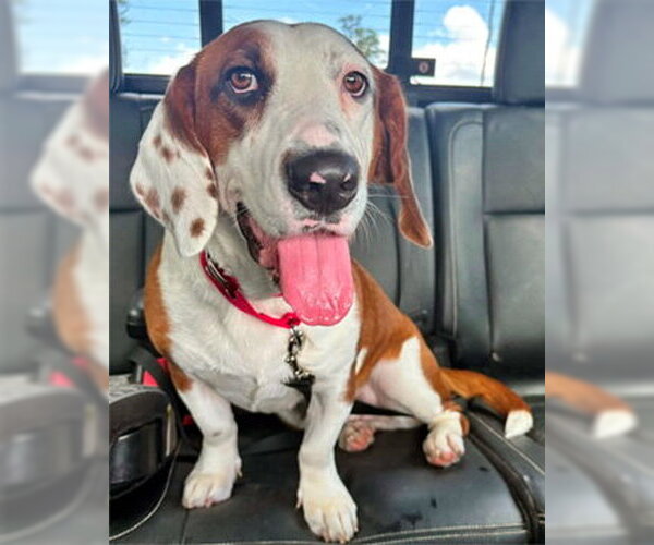 Medium Photo #5 Bagle Hound Puppy For Sale in Deepwater, NJ, USA