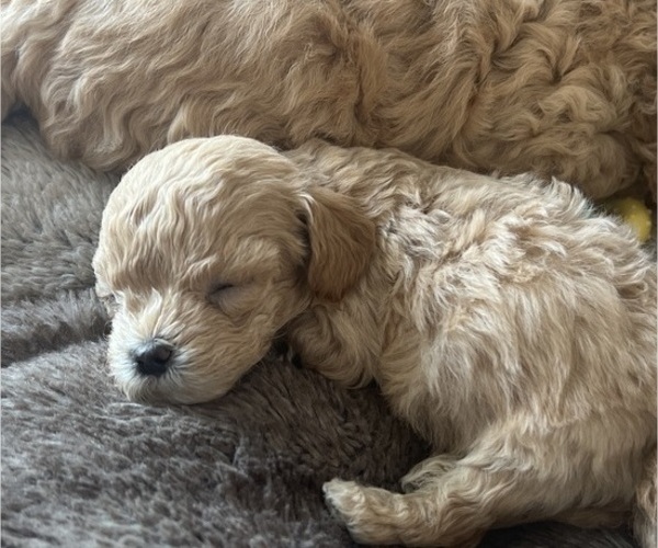 Medium Photo #6 Cavapoo-ShihPoo Mix Puppy For Sale in BEL AIR, MD, USA