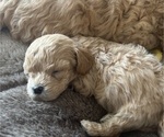 Small Photo #6 Cavapoo-ShihPoo Mix Puppy For Sale in BEL AIR, MD, USA