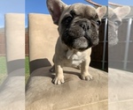 Small Photo #4 French Bulldog Puppy For Sale in MESQUITE, TX, USA