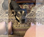 Small #3 Mutt