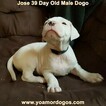 Small Photo #257 Dogo Argentino Puppy For Sale in JANE, MO, USA