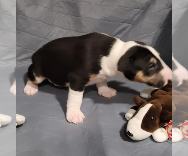 Medium Photo #2 Bull Terrier Puppy For Sale in HAGERSTOWN, MD, USA