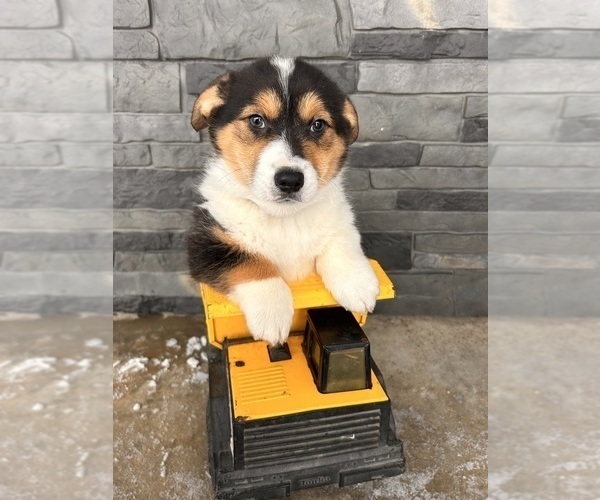 Medium Photo #1 Pembroke Welsh Corgi Puppy For Sale in MIDDLEBURY, IN, USA