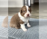 Puppy Pearl Australian Shepherd