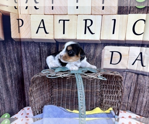 Medium Photo #7 Yorkshire Terrier Puppy For Sale in CASSVILLE, MO, USA