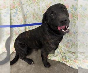 Labrador Retriever-Unknown Mix Dogs for adoption in Rosenberg, TX, USA