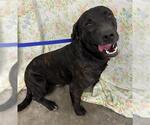 DIESEL - Male Labrador Retriever-Unknown Mix Dog for Adoption - Small photo
