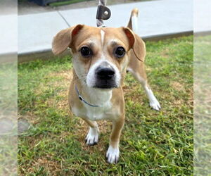 Beagle-Chihuahua Mix Dogs for adoption in Long Beach, CA, USA