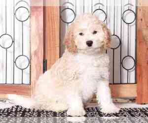 Cavapoo Puppy for sale in NAPLES, FL, USA