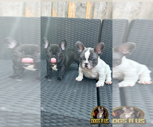 French Bulldog Puppy for sale in PHILADELPHIA, PA, USA