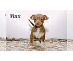 Small #13 Chihuahua