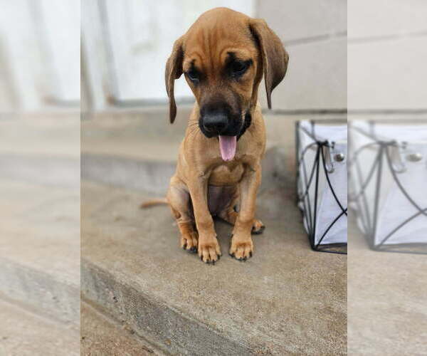 Medium Photo #3 Mutt Puppy For Sale in San Leon, TX, USA