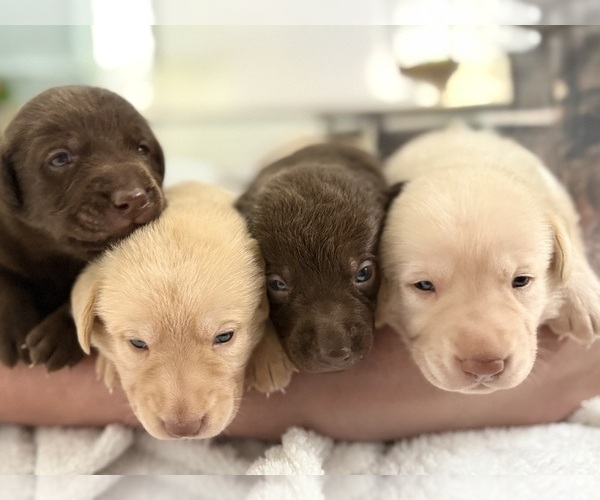 Medium Photo #5 Labrador Retriever Puppy For Sale in FORT LAUDERDALE, FL, USA