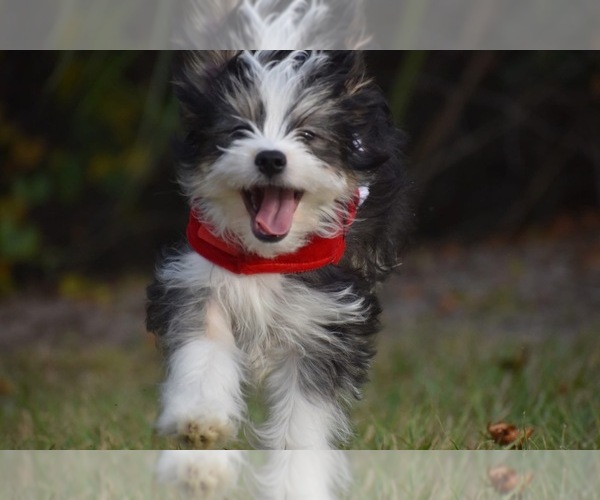 Medium Photo #10 Auss-Tzu Puppy For Sale in PALM COAST, FL, USA